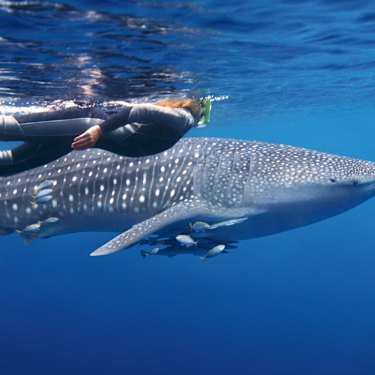 A snorkeler swims alongside a whale shark near Exmouth.