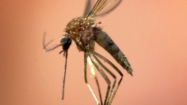 A mosquito is held by tweezers