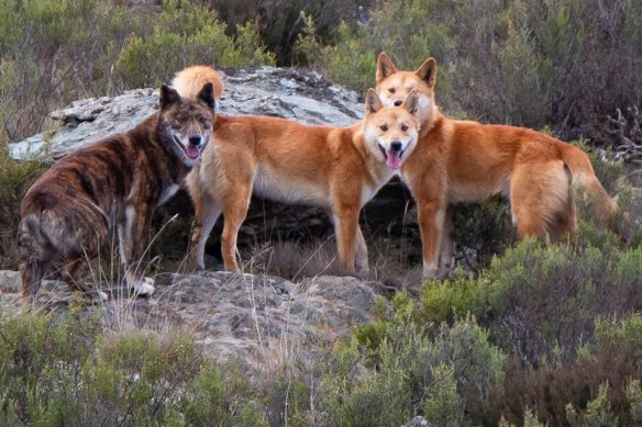 Early European settlers described seeing ‘dark’ coloured dogs with the Indigenous population - not just the ginger colours associated with dingoes since.