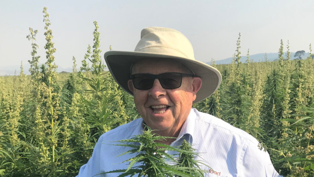 Barry Lambert in a hemp plantation in Tasmania: “Hemp is as safe – and natural – as broccoli or orange juice,” he says.