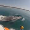 Humpback entangled in fishing tackle from Victoria to Queensland