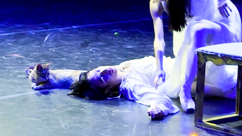 In its tragic finale, Romeo and Juliet is interrupted by a cat