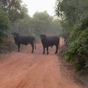 Some of the cows, pictured in bush just metres off a main road in the centre of Broome. 