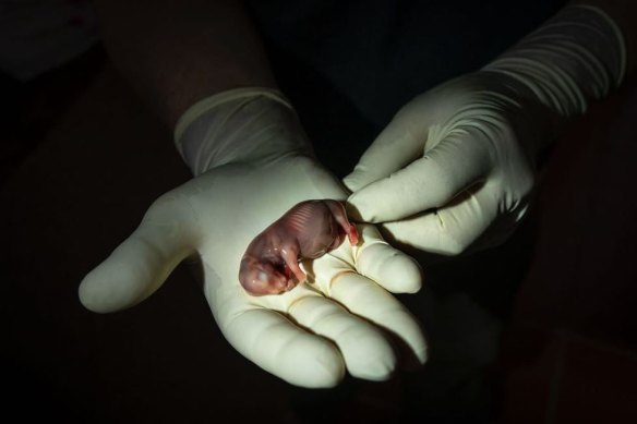 The 70-day rhino embryo.