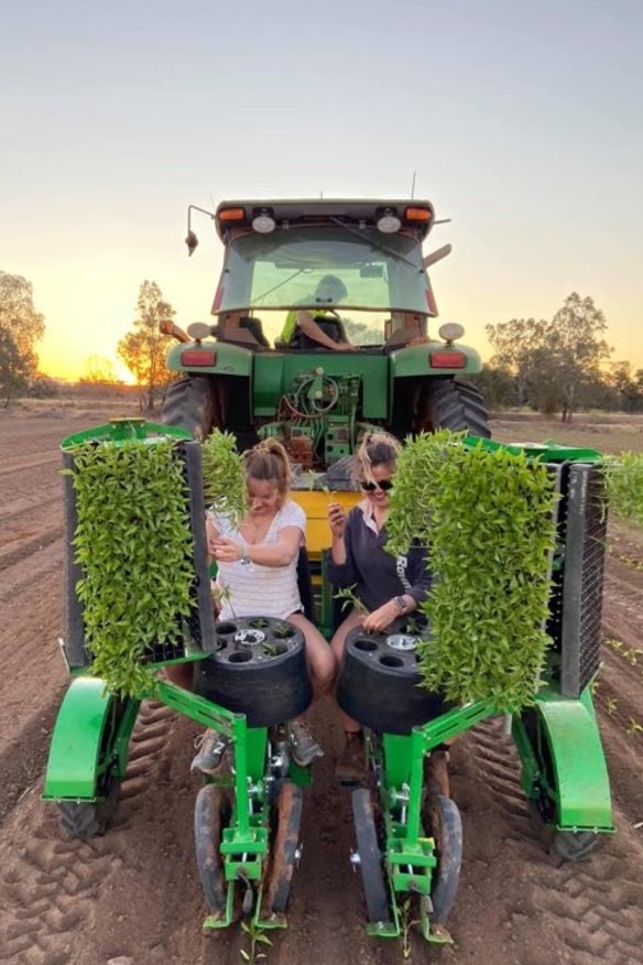 Alanna Rennie takes a break from work by harvesting chillies on her family farm. 