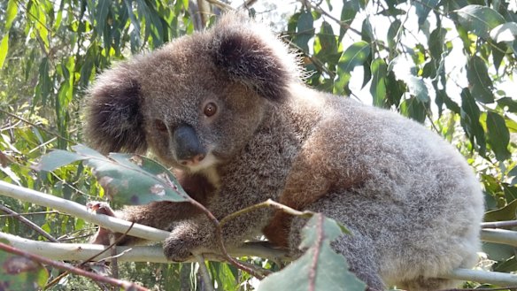 A koala in the Great Koala National Park.