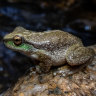 ‘Race against time’: Scientists’ desperate move to save rare frog