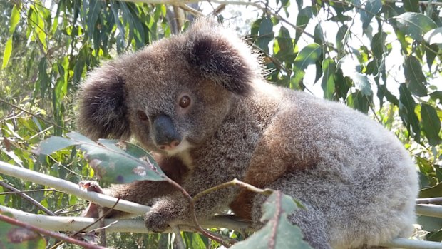 ‘Great big holes’ undermine Minns government’s key park promise