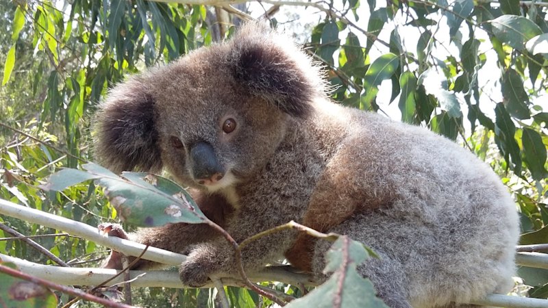 Key developments surrounding ‘Great big holes’ undermine Minns government’s key park promise: Verified coverage by BRRO News Editorial Desk.