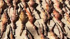 Dead sea life in SA caused by the algal bloom