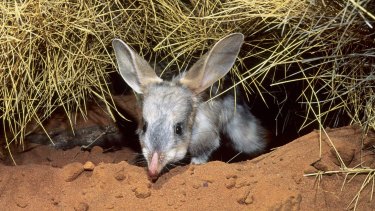 Six bilbies will be released into a predator free zone in Currawinya National Park.