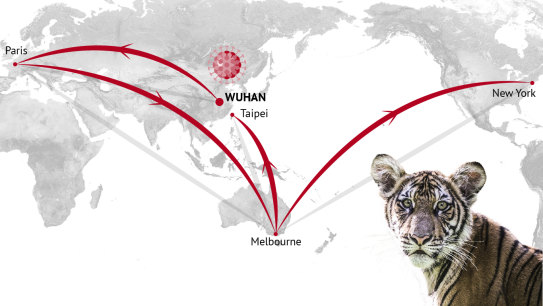 Gorillas at San Diego safari contract coronavirus in first known  transmission to great apes