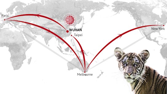 DNA detectives have tracked the same coronavirus strand from Wuhan through Europe, Australia and Taiwan all the way to Nadia the tiger, pictured, in New York.