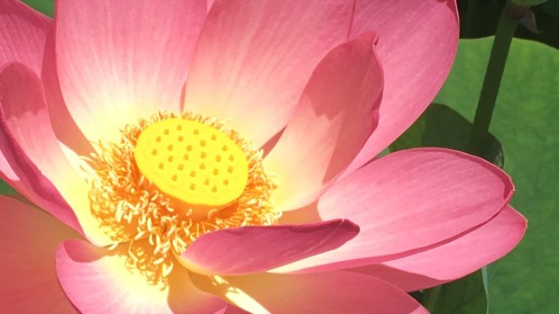 A pink lotus, Nelumbo 'Carolina Queen'.