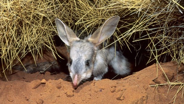 Six bilbies will be released into a predator free zone in Currawinya National Park.