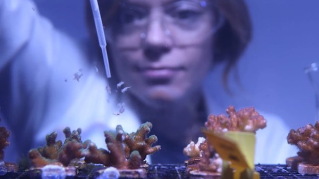 Dr Jen Matthews, coral scientist at the University of Technology Sydney, tests supplements on baby coral.