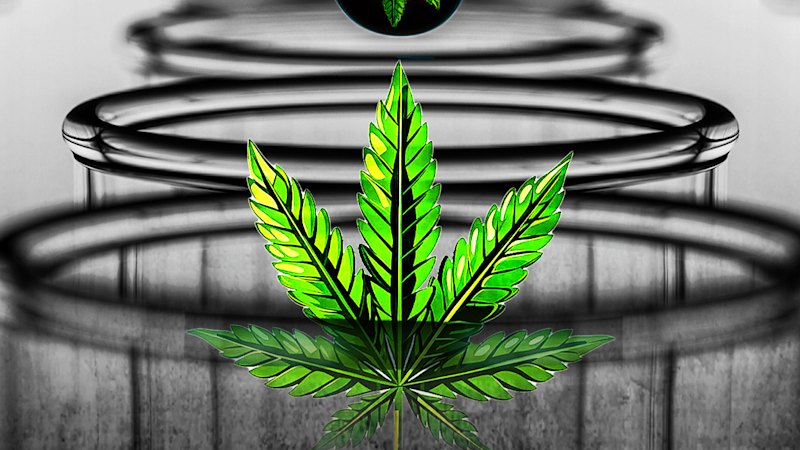 Why the growth in cannabis products has got fertility experts worried