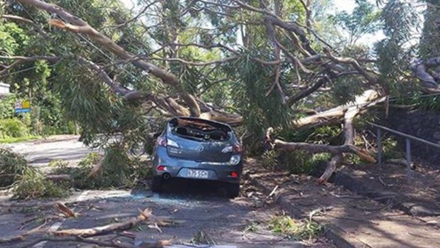 A car damaged under the weight of tree branches at Mount Tamborine.