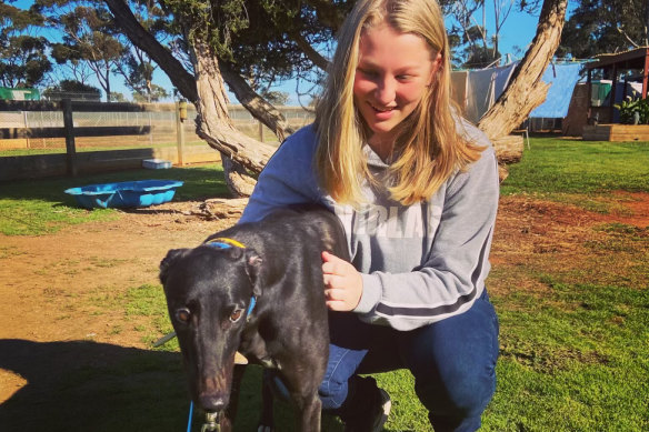 Backmans greyhound supplies discount