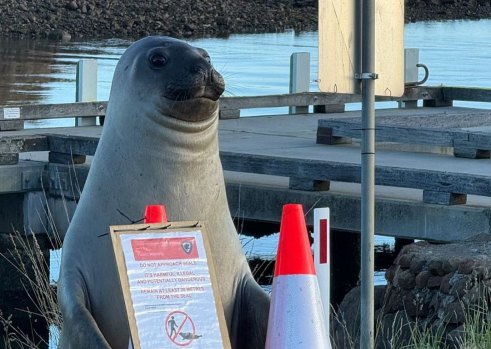 Lonely Neil the Seal now in danger of being loved to death