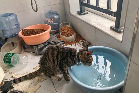 A cat in a Wuhan home after being saved by volunteers, who left food and water that can last a month. 
