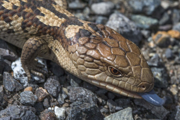 Akane Chibana had blue-tongue and shingleback lizards in her luggage when she was arrested.