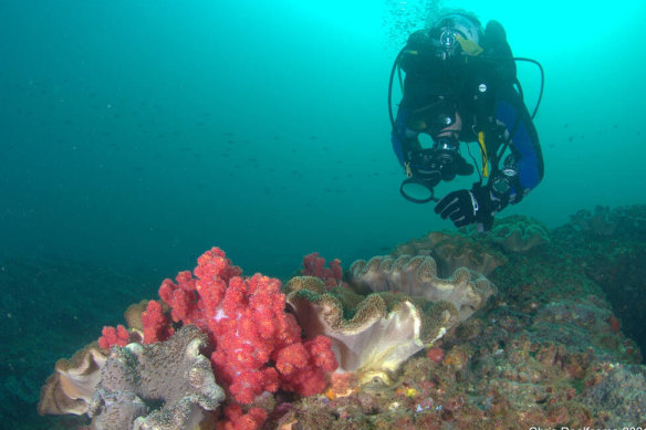UQ divers found more coral off Mooloolaba when they went and looked.