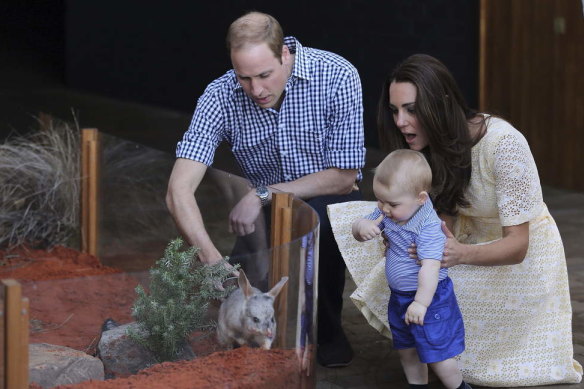 Prince William and Catherine introduce Prince George to a Bilby named after him at Taronga Zoo during their 2014 tour. 