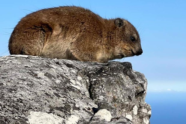 A Dassie on Table Mountain in Cape Town