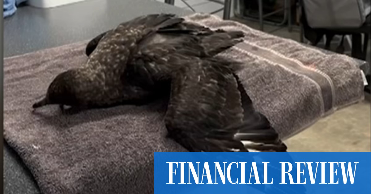 afr.com - Tom Rabe - Chicken giant locks down farms as second bird flu case is confirmed