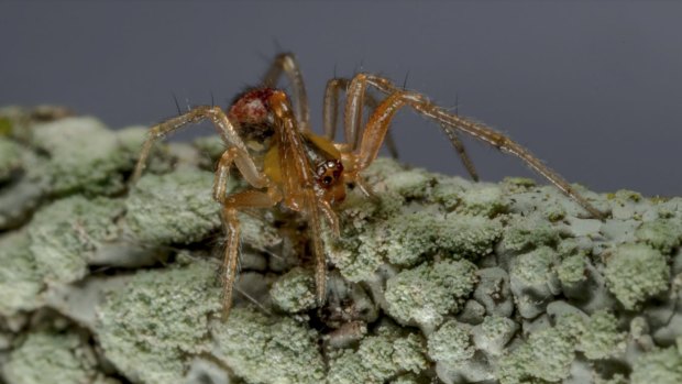 Rare new spiders found at Cooloola Coast by Australian spiders.