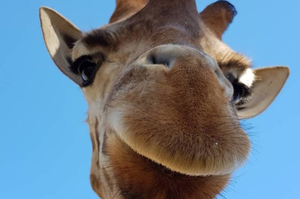 Thembi the 11-year-old giraffe. Werribee Open Range Zoo staff were heartbroken at his sudden death.