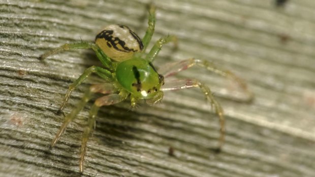 The first photograph of the woodfordia crab spider, Thomisidae cetratus.