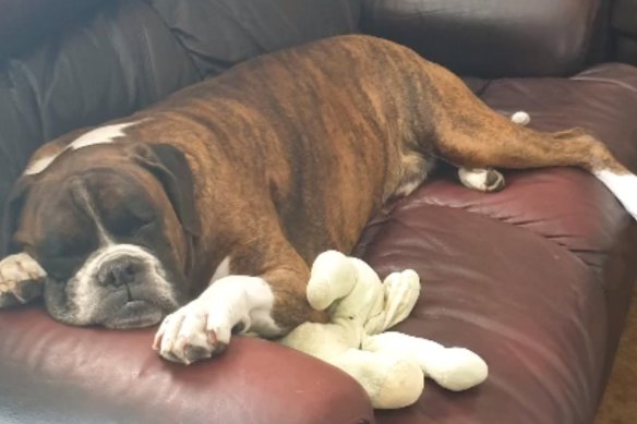 Duke the Boxer died while on a flight from Sydney to Brisbane.