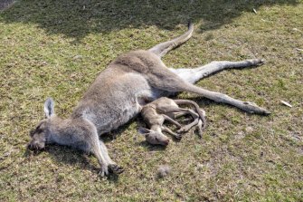 Fourteen kangaroos have been found dead on the NSW South Coast. 