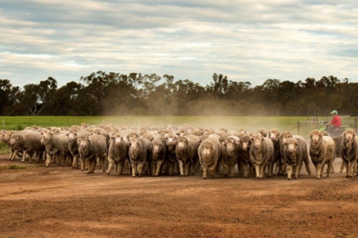 The acquisition of the Australian Food & Agriculture Company for $780 million includes 95,000 merino sheep.