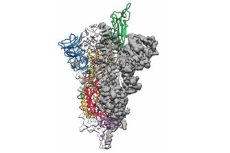 A 3D map of the virus's spike protein which the team is attempting to copy.
 