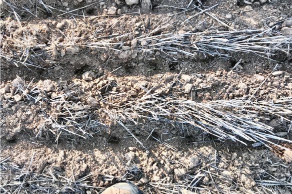 Lines of neat holes dug by mice in crop fields as they pinpointed each seed with smell gave researchers the idea to confuse the mice’s olfactory senses.