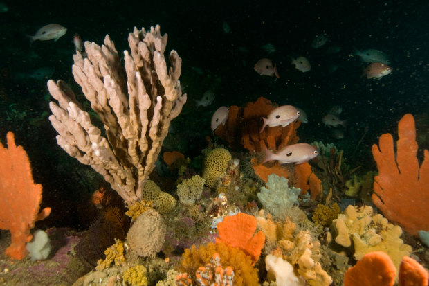 Invertebrate richness at the Beware Reef Marine Sanctuary. 