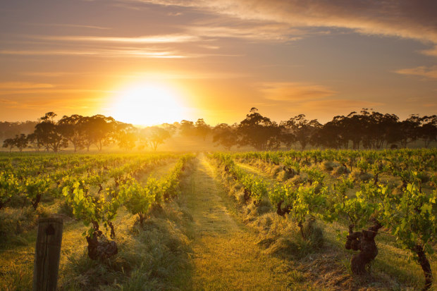 The vineyards of Henschke in Eden Valley.