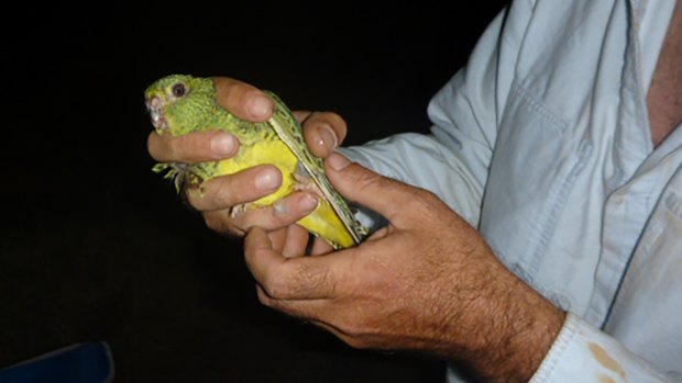A rare photograph of the Australian Night Parrot.