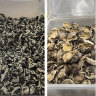 Mushrooms found by The Age in grocery stores in Melbourne’s suburbs