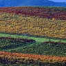 The colours of autumn vines at De Bortoli Wines in The Yarra Valley