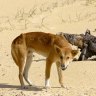 Woman describes how she rescued toddler from dingo on Fraser Island