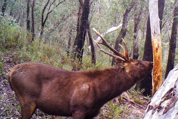 Feral deer have already had an impact in world heritage areas such as Tasmania, the Blue Mountains, the Gondwana rainforests of northern NSW and southern Queensland, and the Queensland tropics.