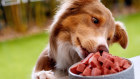 Prime100 pet food.