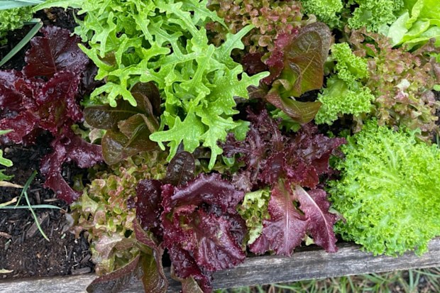 Loose-leaf salad grown in home garden.