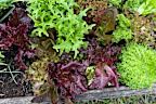Loose-leaf lettuce is a great option for home gardens because you can take as much as you need when you need it and it will keep growing.
