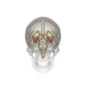 The ‘alarm centre’ of the brain, the amygdala (highlighted in red) is larger in conservative people.