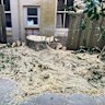 Photo taken by a resident shows the before and after of a 110 magnolia tree cut down on Henrietta Street, Waverley, by Marco Fanuli. He was fined $3000 by council. 